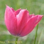 Tulipa montisandrei Fleur