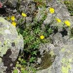 Potentilla pyrenaica Other