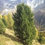 Pinus cembra عادت داشتن