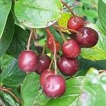 Cotoneaster acutifolius Fruit