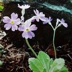 Primula frondosa Habit