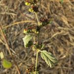 Waltheria indica Fuelha