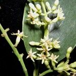 Passovia pyrifolia その他の提案