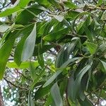 Acacia melanoxylon Blad