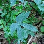 Ranunculus platanifolius Leaf