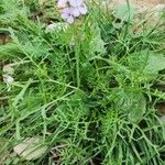 Erucaria hispanica Otro
