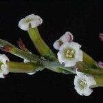 Adromischus inamoenus Flor