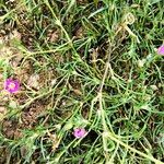 Spergularia purpurea Sonstige