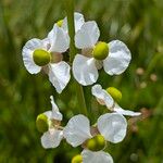 Sagittaria lancifolia Кветка