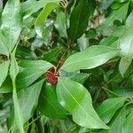 Illicium verum Fruit