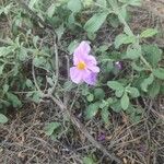 Cistus creticusFloare