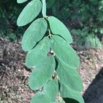 Robinia pseudoacaciaHoja