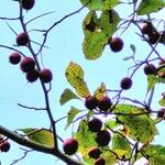 Crataegus punctata Fruit