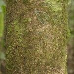 Pouteria flavilatex Bark