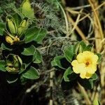 Hibbertia nana Flor