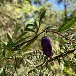 Billardiera longiflora Frutto