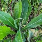 Lactuca serriola Frunză