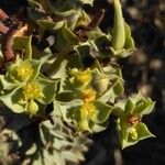 Euphorbia linifolia L.Egyéb