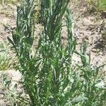 Centaurea solstitialis Libunga