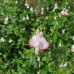 Salvia microphyllaFlower