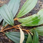 Miconia xalapensis Blad