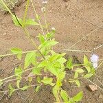 Ageratum conyzoides Лист