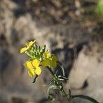 Erysimum pseudorhaeticum Fula
