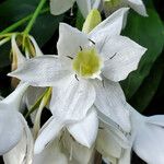 Urceolina × grandiflora Cvet