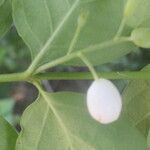 Chiococca alba Fruit