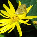 Silphium perfoliatum Çiçek