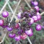 Callicarpa bodinieri Плід