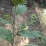 Inula conyza Fula