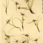 Cyperus flavescens Arall