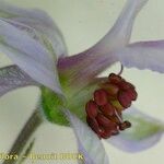 Staphisagria picta Flower