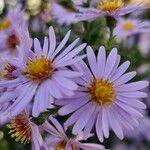 Symphyotrichum novi-belgiiBlomma