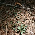 Goodyera oblongifolia عادت