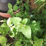 Origanum majoranaഇല