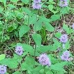 Blephilia ciliata Flower