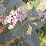 Calotropis gigantea Flor
