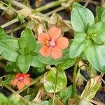 Lysimachia arvensis ফুল