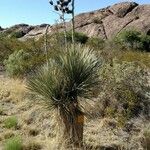 Yucca elata Vekstform