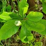 Manilkara mochisia 叶