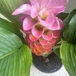 Curcuma longa Blomst