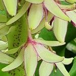 Eucomis bicolor