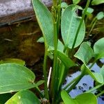 Alisma plantago-aquatica Levél