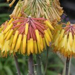 Aloe capitata Flower