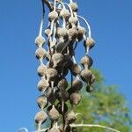 Sophora tomentosa Fruto