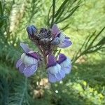 Linaria capraria 花