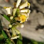 Freylinia lanceolata Virág