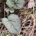 Cyclamen balearicum Leaf